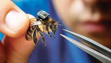 زنبور سایبورگ چینی: تحول در جستجوی بازماندگان بلایای طبیعی و جنگ