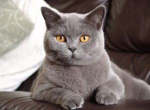 گربه‌ها خانگی