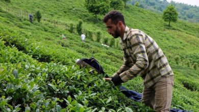 صدور مجوز ثبت سفارش ۱۵ هزار تن چای: آغاز فصل تازه‌ای در واردات