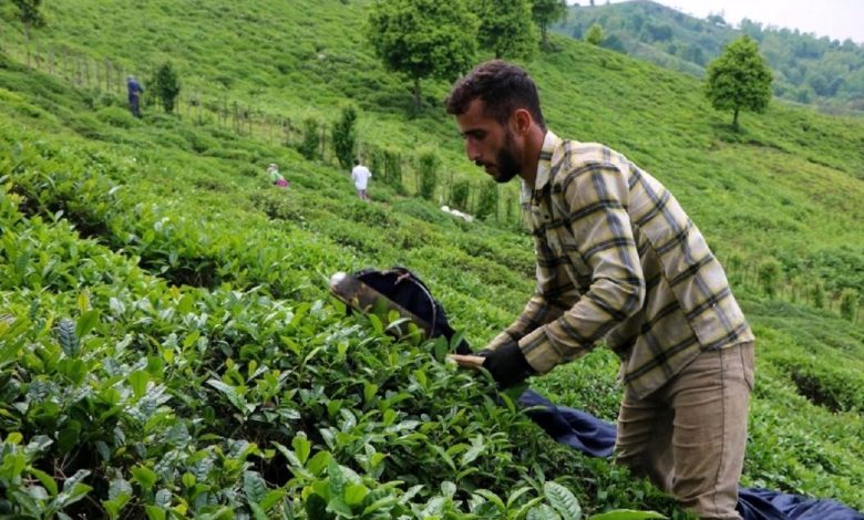 صدور مجوز ثبت سفارش ۱۵ هزار تن چای: آغاز فصل تازه‌ای در واردات