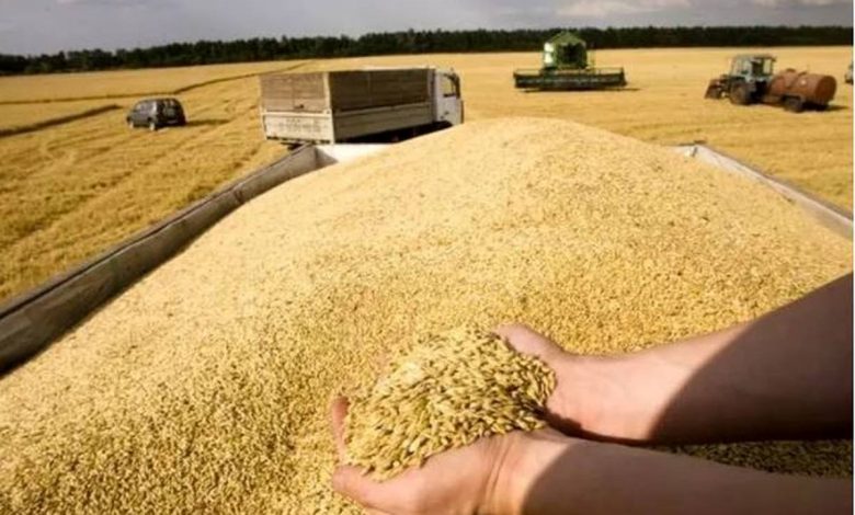 خرید صددرصدی گندم از مرز ۵.۶ میلیون تن عبور کرد